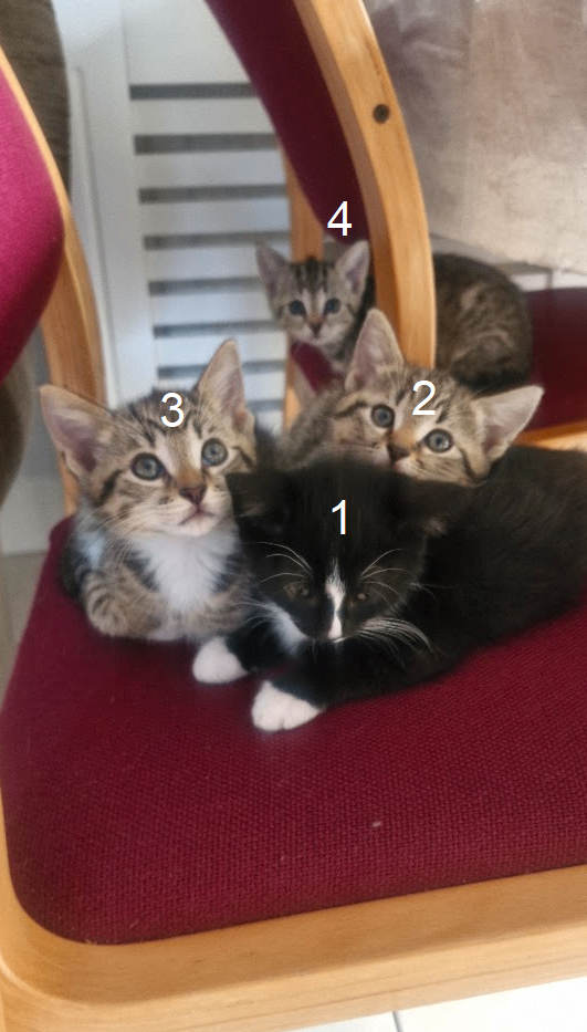 5 Kittens 