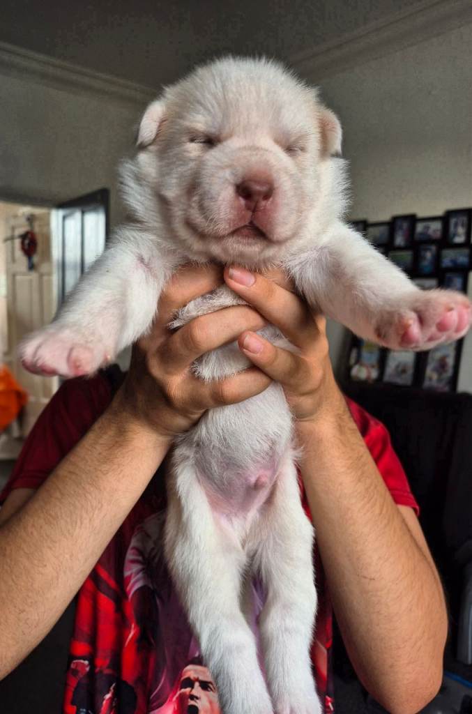 Siberian husky puppies