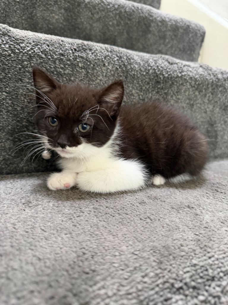 BEAUTIFUL KITTEN READY TO GO!!!