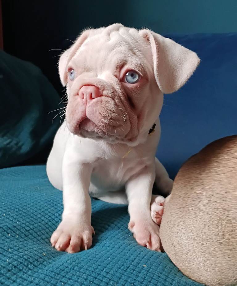 Beautiful litter of French Bulldog puppies health tested albino & platinum full visual pink
