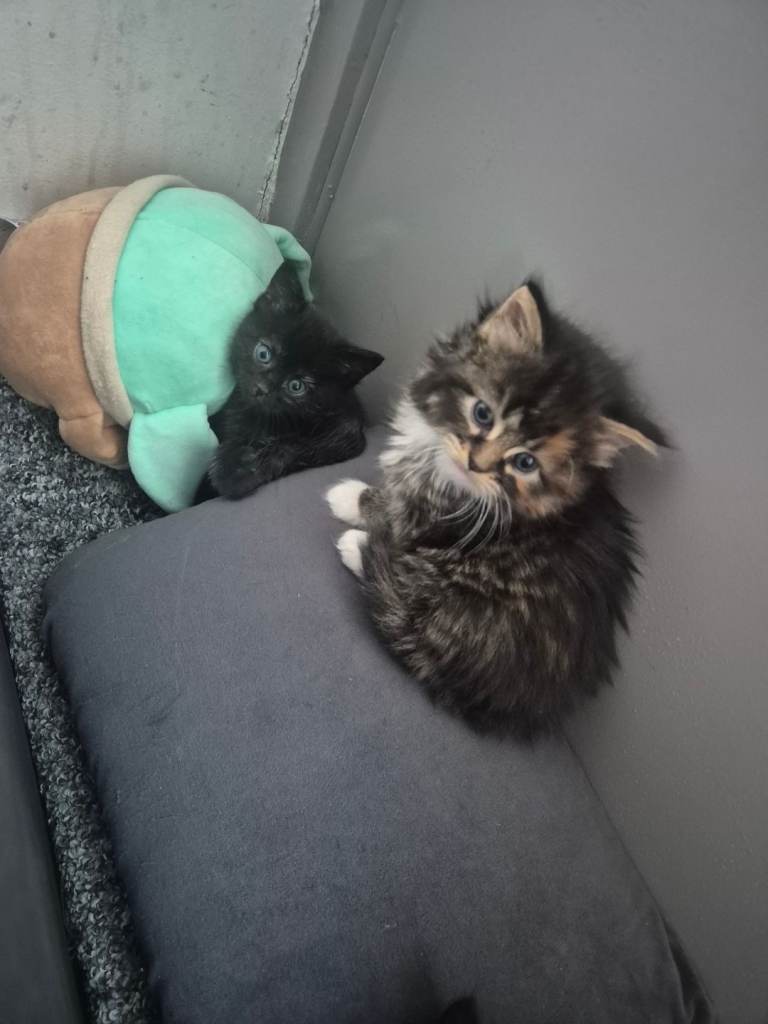 Female kittens
