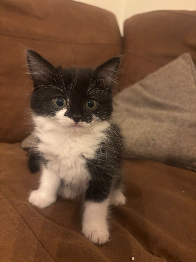 3 x kittens ready now