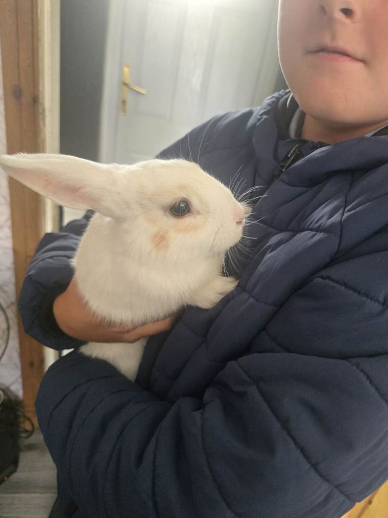 Male rabbit