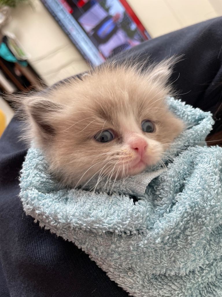 Stunning Mink Ragdoll Kittens