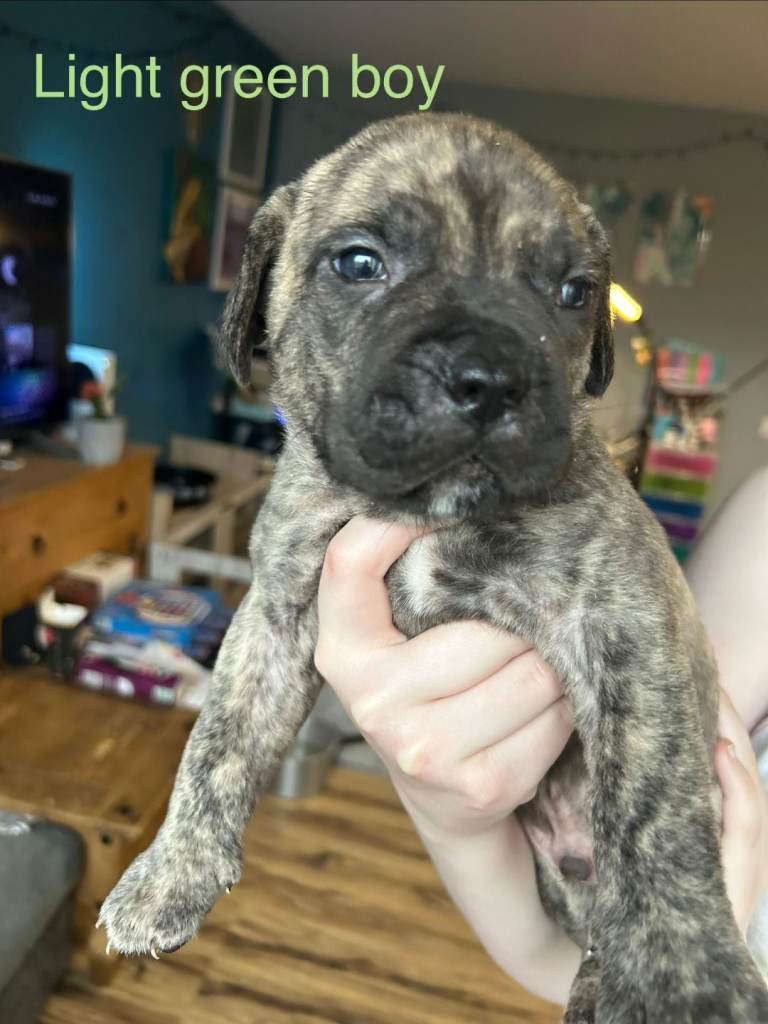 Spanish Mastiff X puppies for sale 1 male ready now