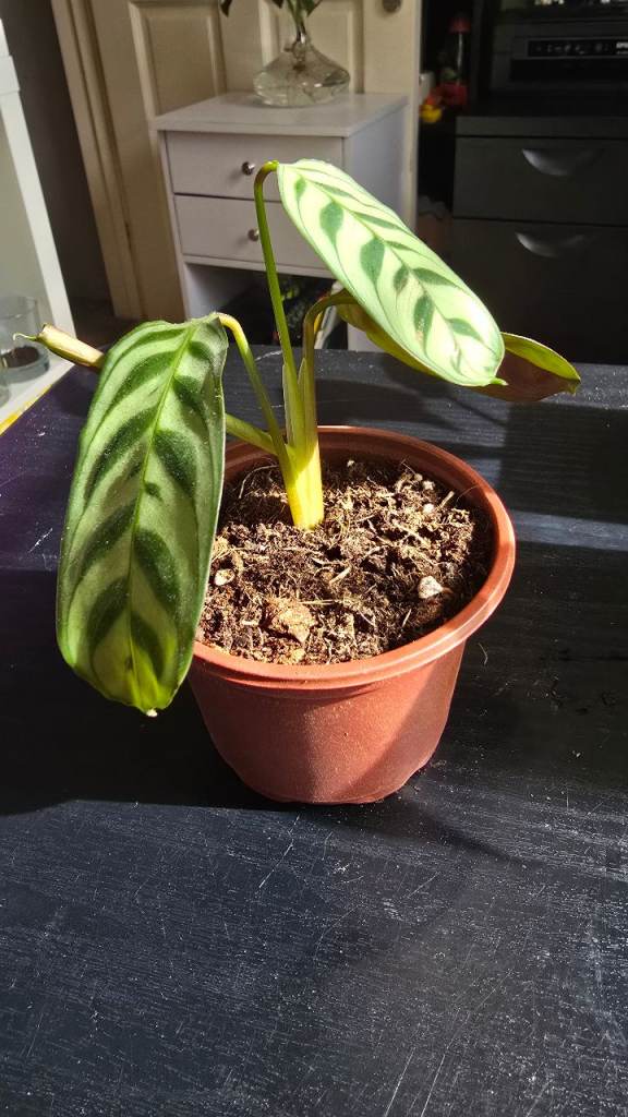 Calathea Plant - Beginner Friendly 