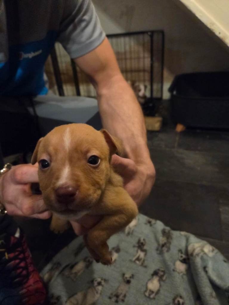 Pocket bully x staffy pups 