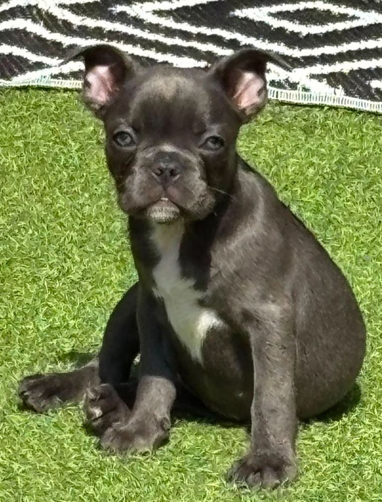 Frenchie x staffy 