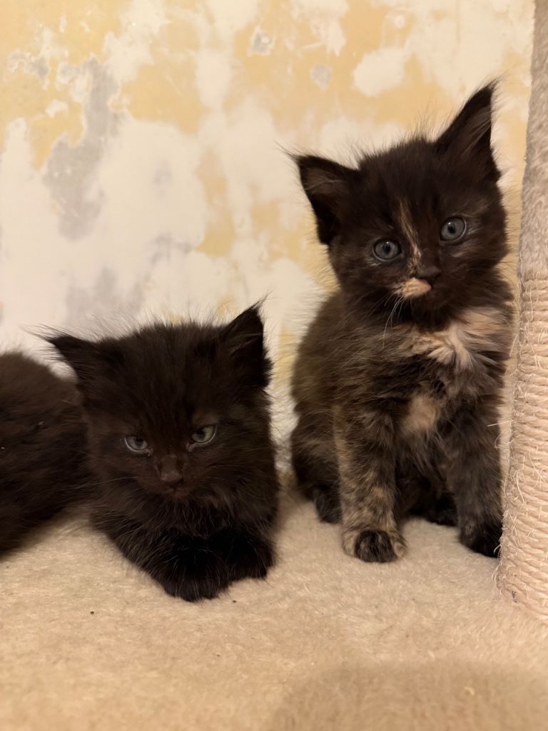Beautiful Black Fluffy Kittens 