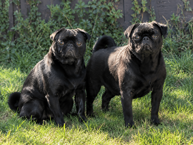 KC reg pug puppies