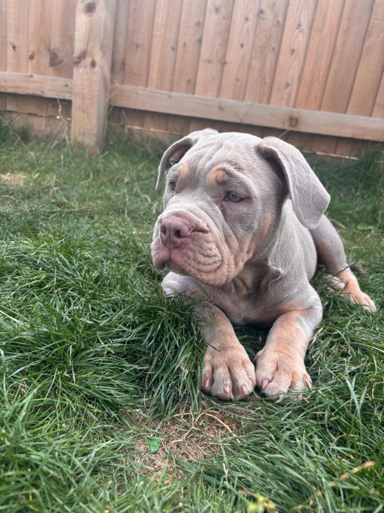 English bulldog cross pocket bully 