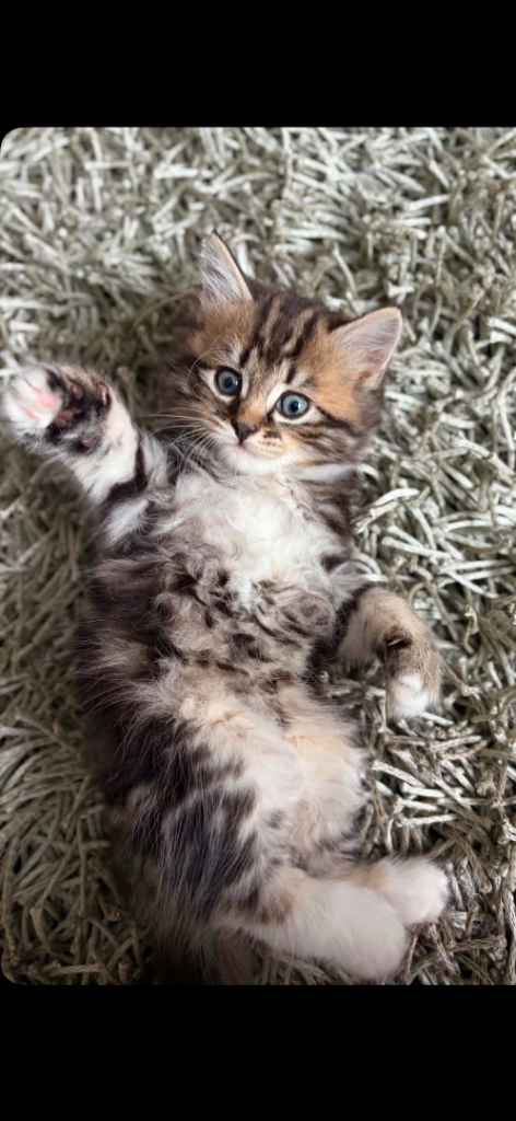Beautiful litter of Tabby kittens.
