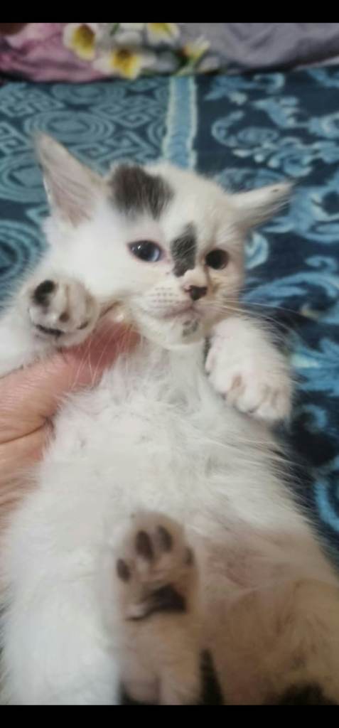 Kittens