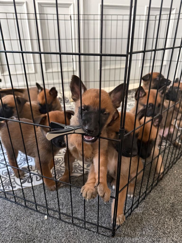 Belgian Malinois pups 3 pups left 