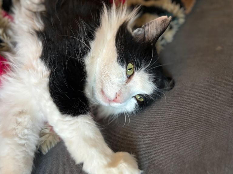 half norwegian kittens 