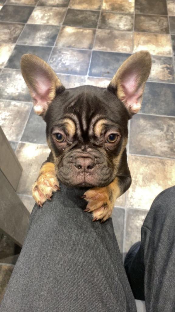 Stunning Chunky Chocolate Tan Boy