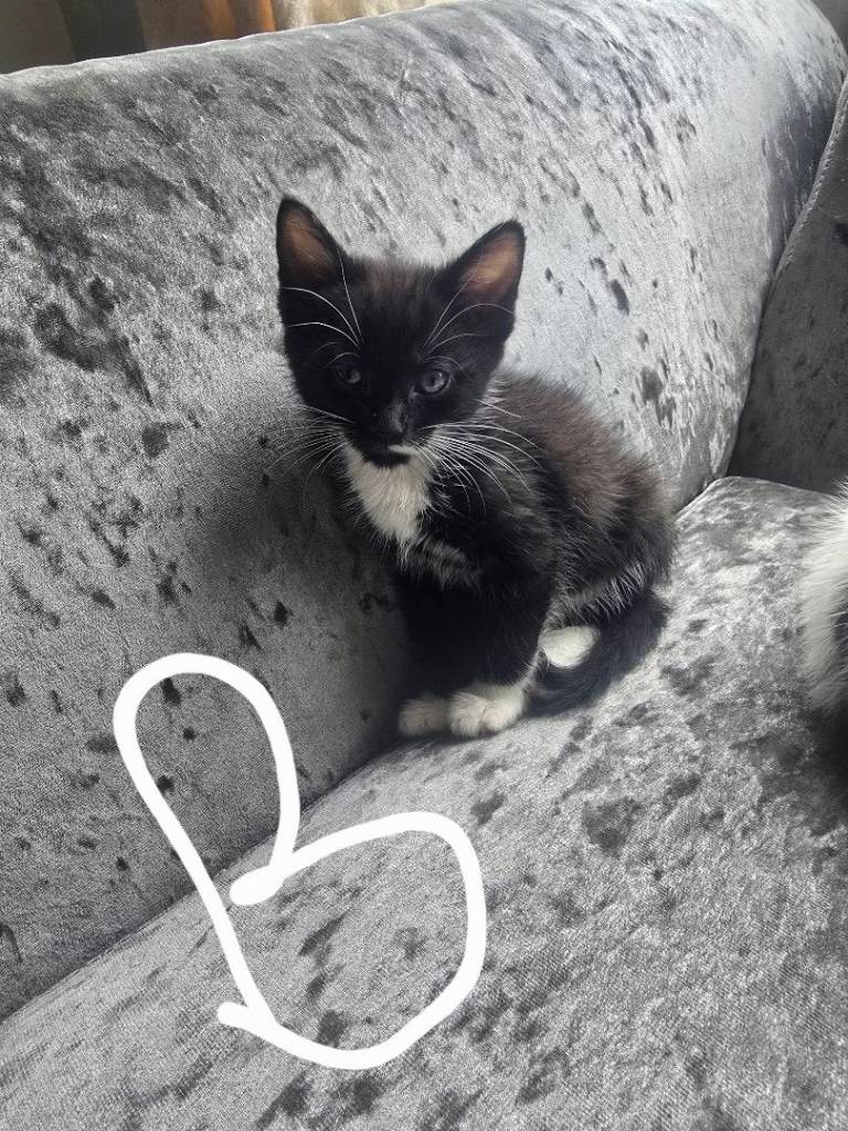 Kittens 