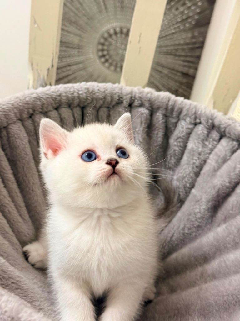 LAST BOY LEFT 🐾 British Shorthair Silver Chinchilla Kitten