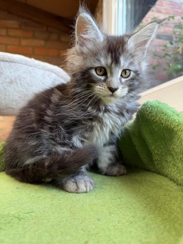 🐾 Beautiful Maine Coon Kittens Looking for Loving Homes 🐾