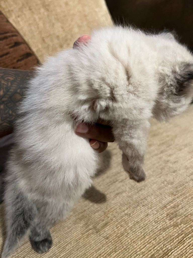Mixed Breed kittens 