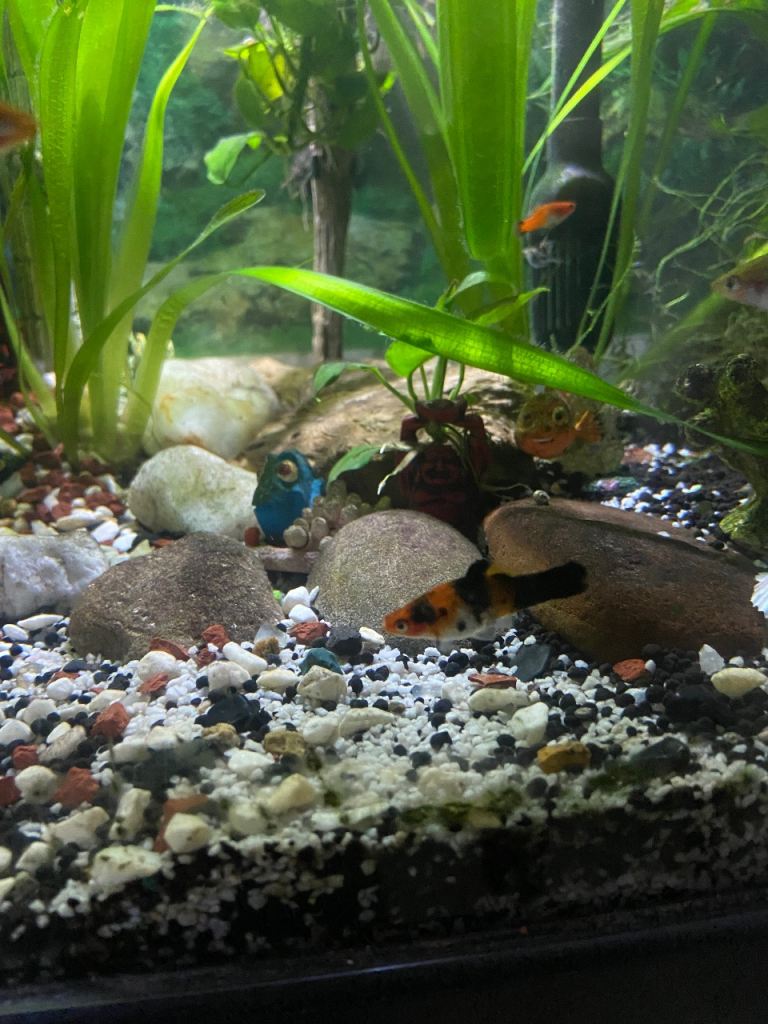 Fish