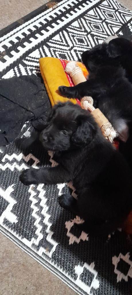 8 Weeks old Chow chow ONLY 3 LEFT NOWand cocker spaniel 