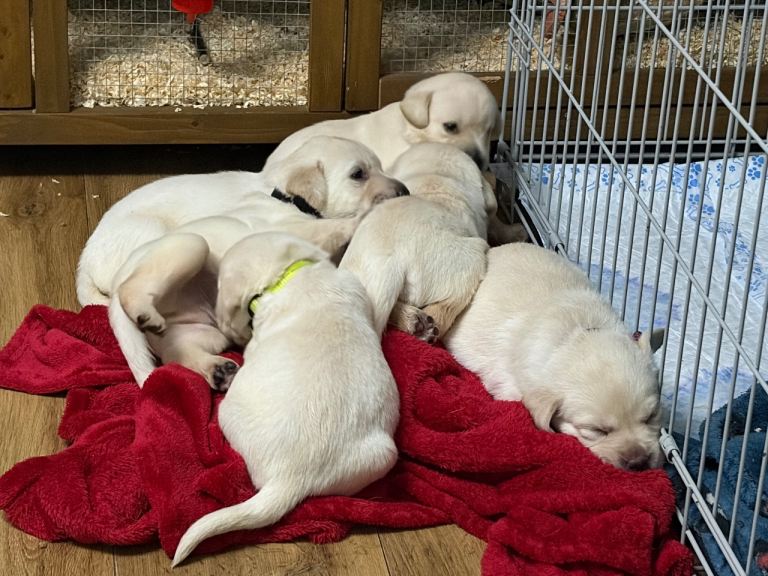 Beautiful Labrador puppies for sale £850