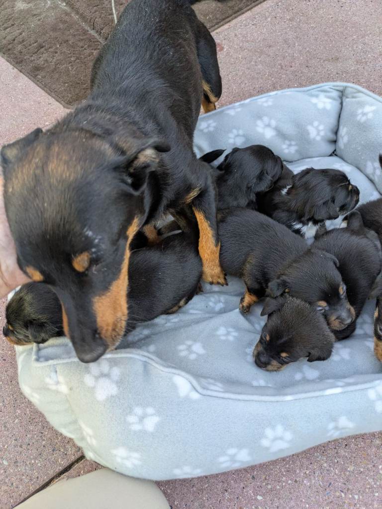 Wenlock line Jack Russell pups 
