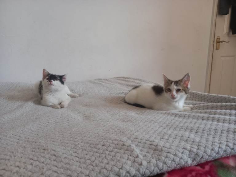 Kittens beautiful and playful 