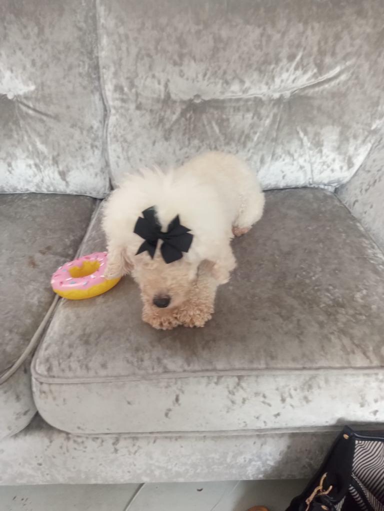 Miniature poodle (white)