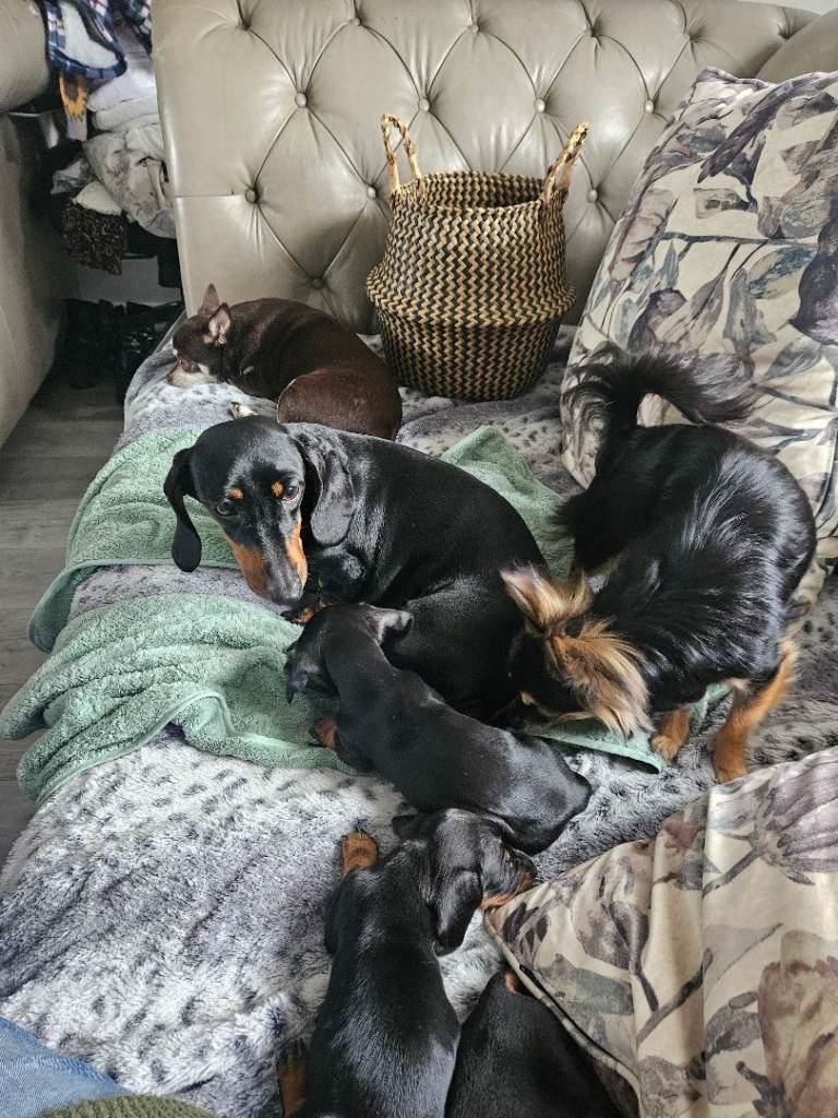Miniature Daschund puppies 8 weeks , loving homes required.