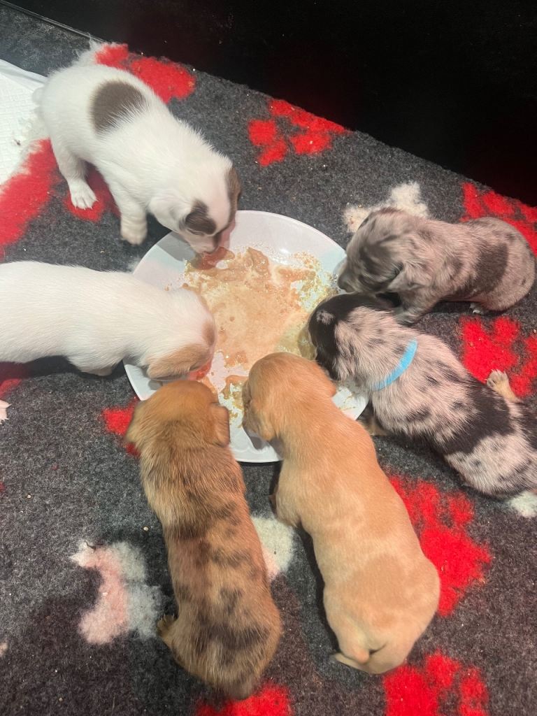 Dameranian puppy’s 