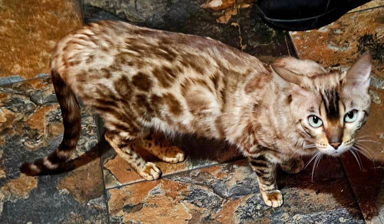 Bengal female 1yr old
