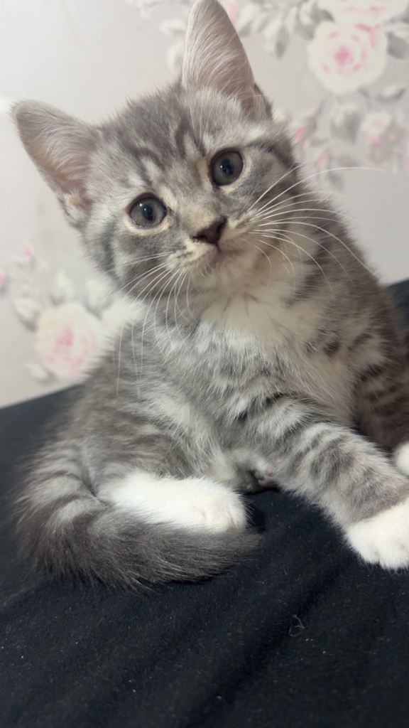 4 beautiful tabby BSH kittenss