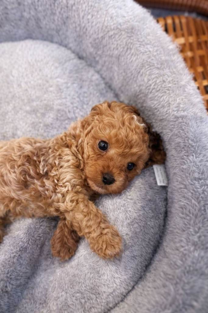 Tiny f1 maltipoo