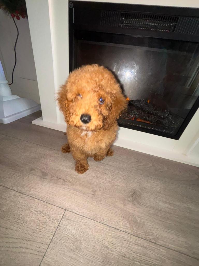 Miniature poodle girl ready to leave now 