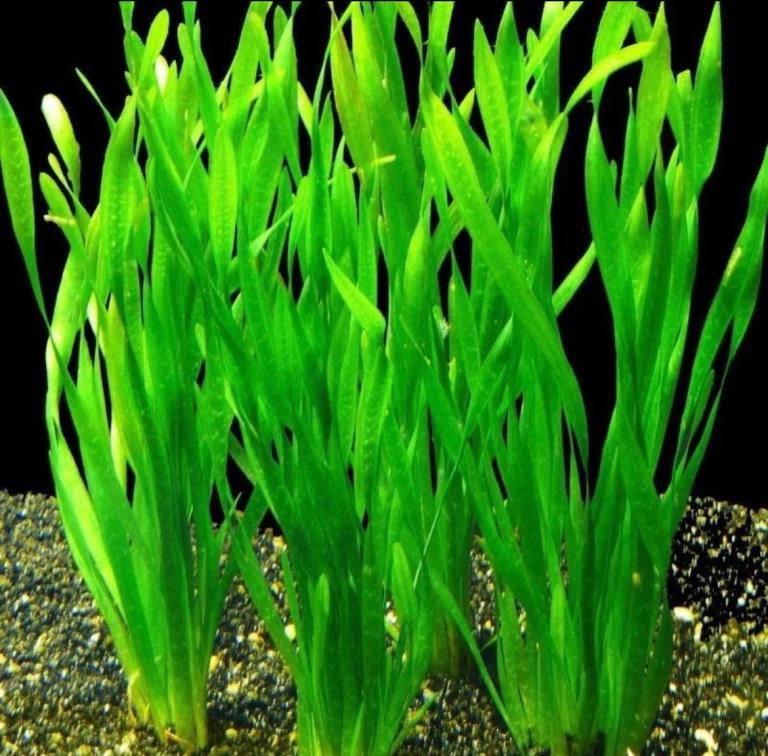 10x Straight Jungle Vallisneria Live Aquarium Plants