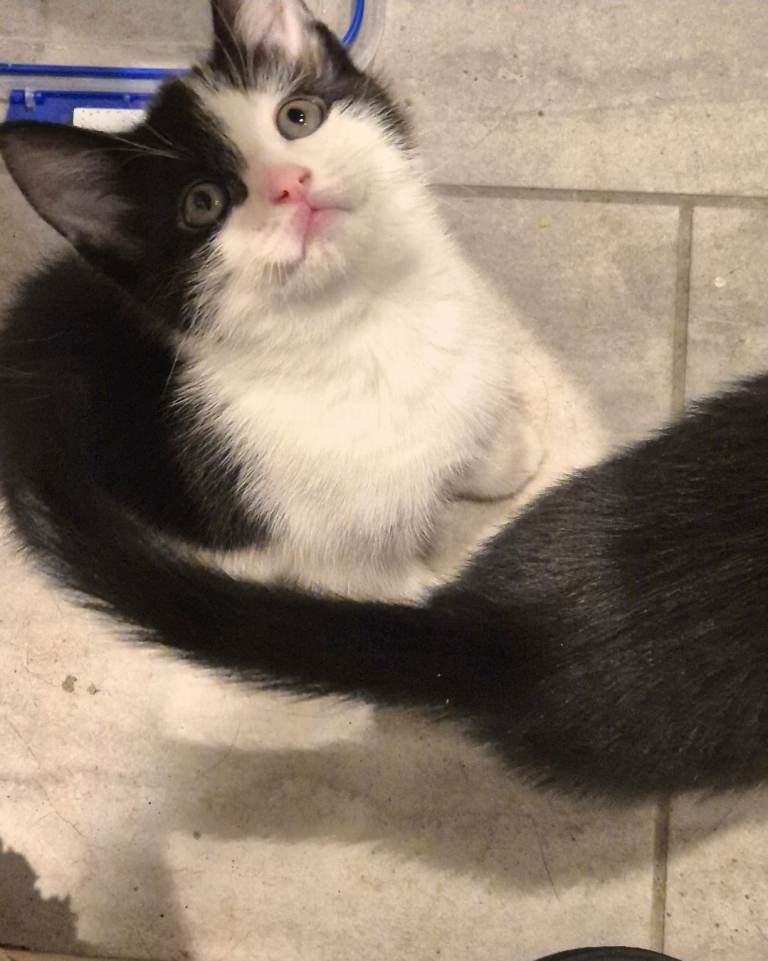 Adorable little girl needing a new home