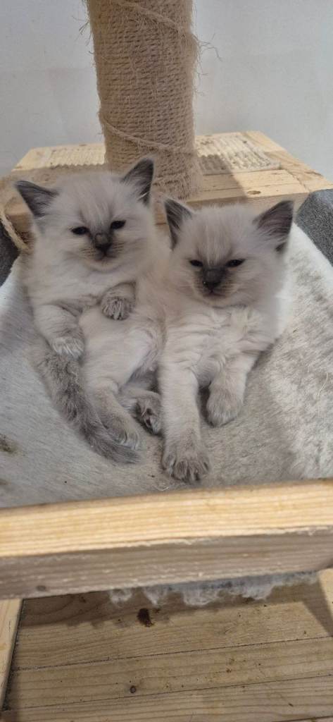 Ragdoll kittens 