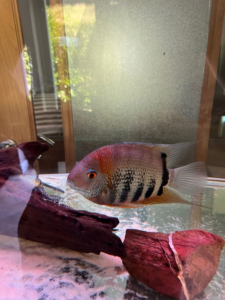 Wild caught rotkeil(red neck) Severum 