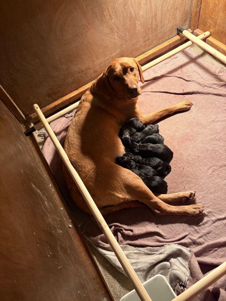 Black Labrador Puppies