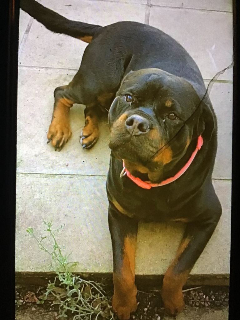 Rottweiler 
