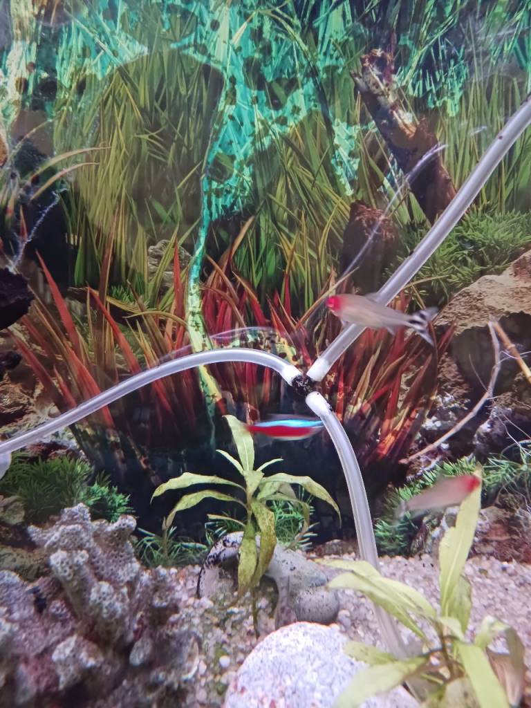 tropical fish 