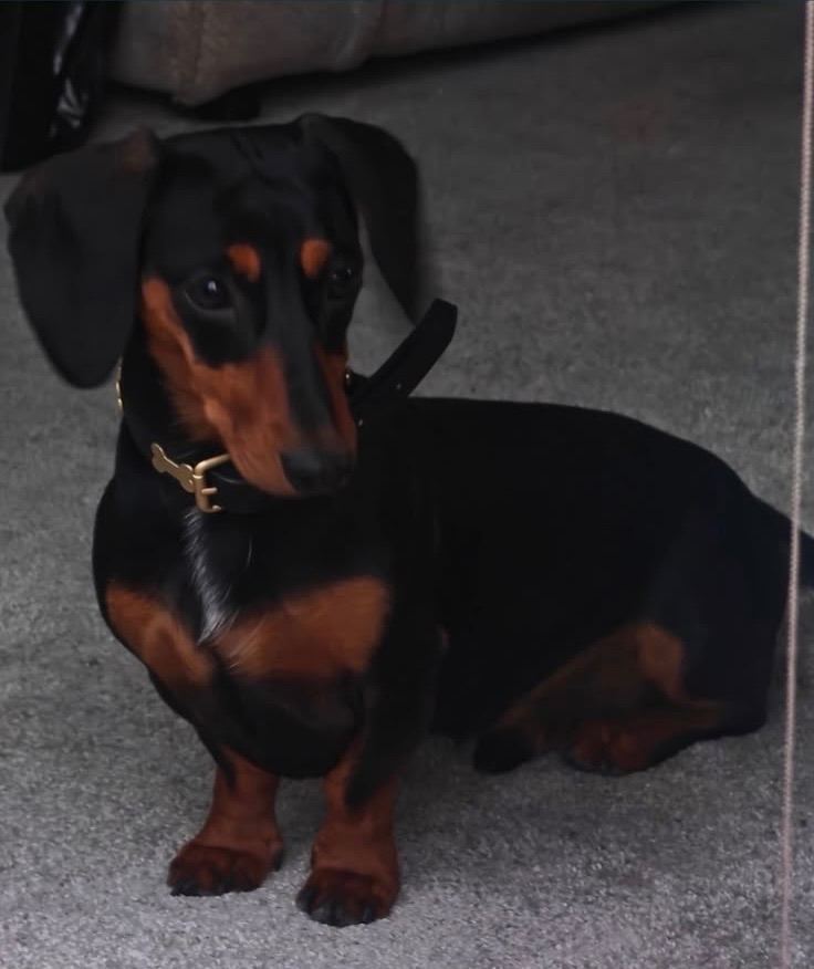 Miniature Dachshund