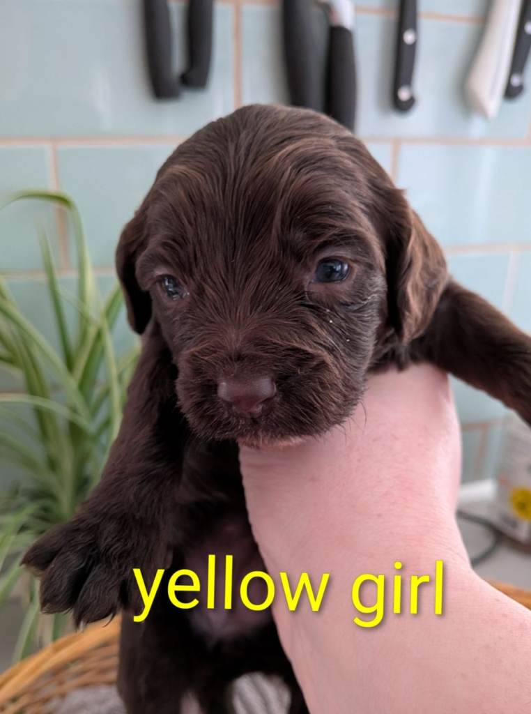 Cockapoo puppies ( 1 girl left)