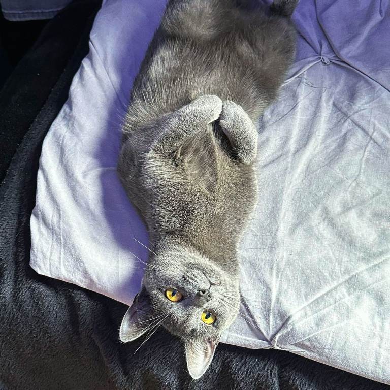 Female Russian Blue Cat needing home