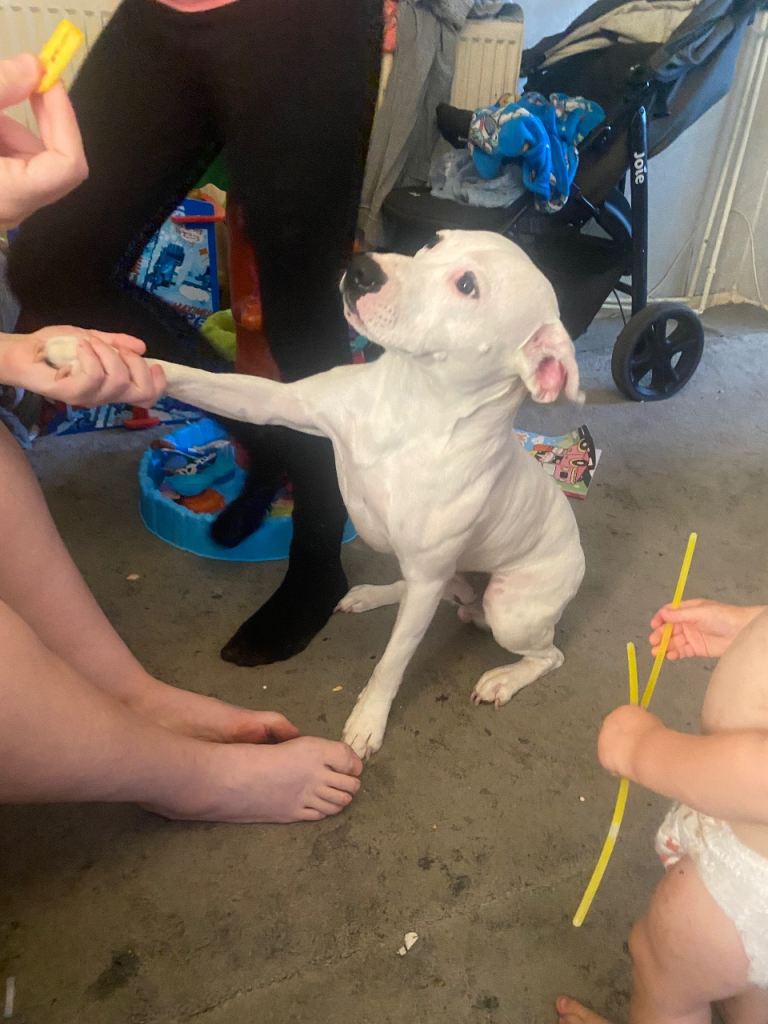 White staffie