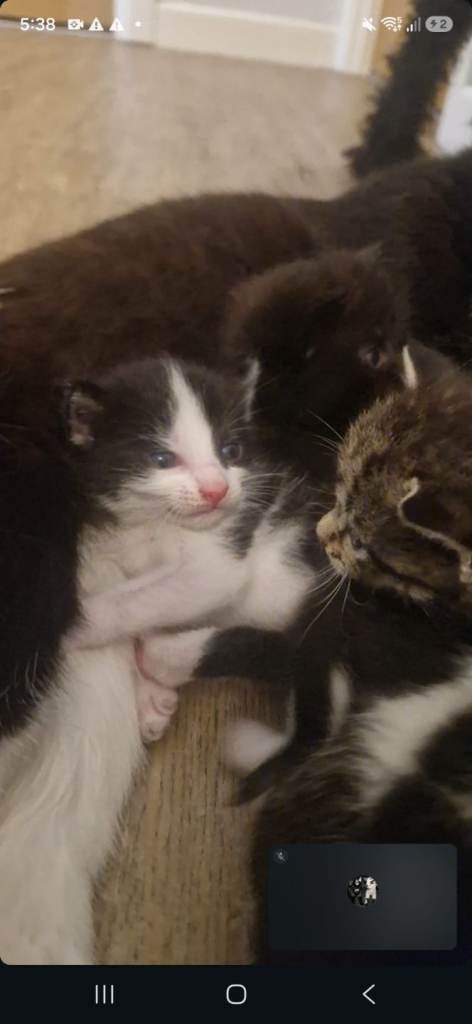 Kittens for sale