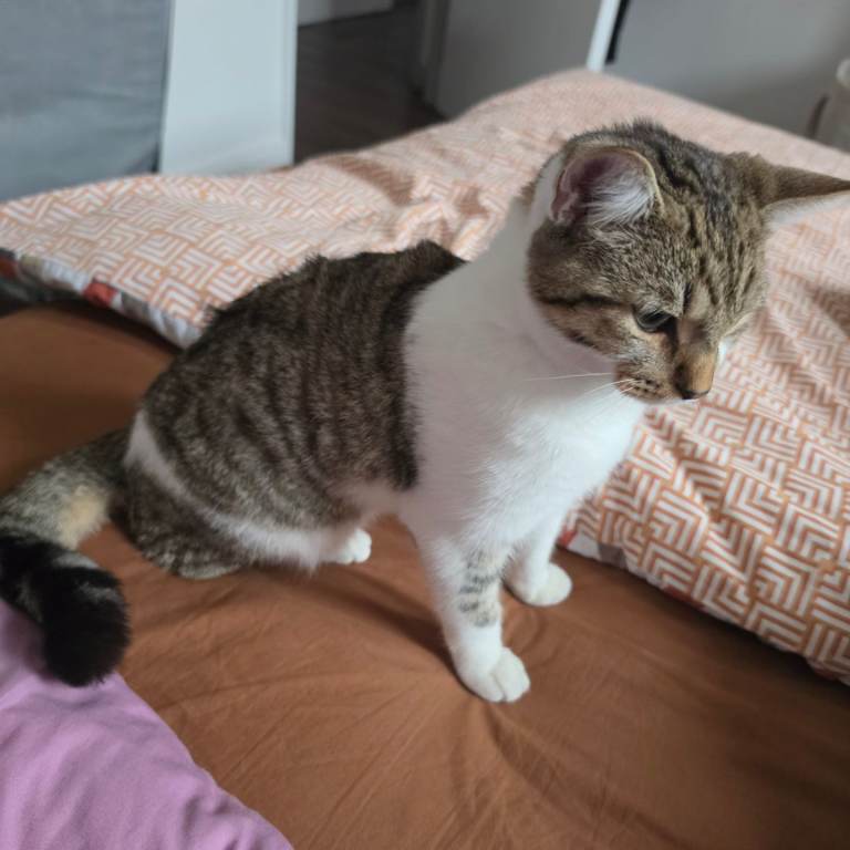 Kitten