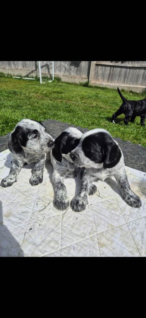 🐾 Beautiful Sprocker Spaniel Puppies – 6 Girls Available 🐾
